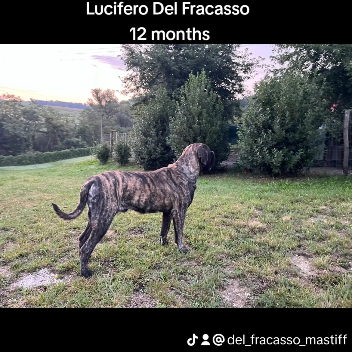 Lucifero Dle Fracasso 13 months